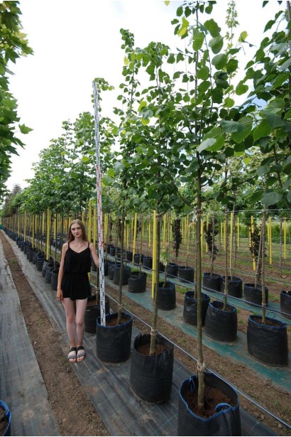 Липа європейська Палліда - 45л/вис.330-350см/Ø50-60см/ШТАМБ 140-160см/обхват 8-10см 